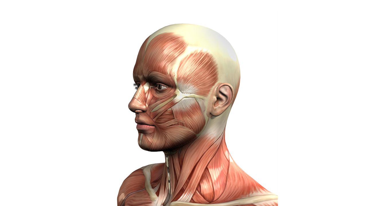 изображение Эстетическая анатомия лица