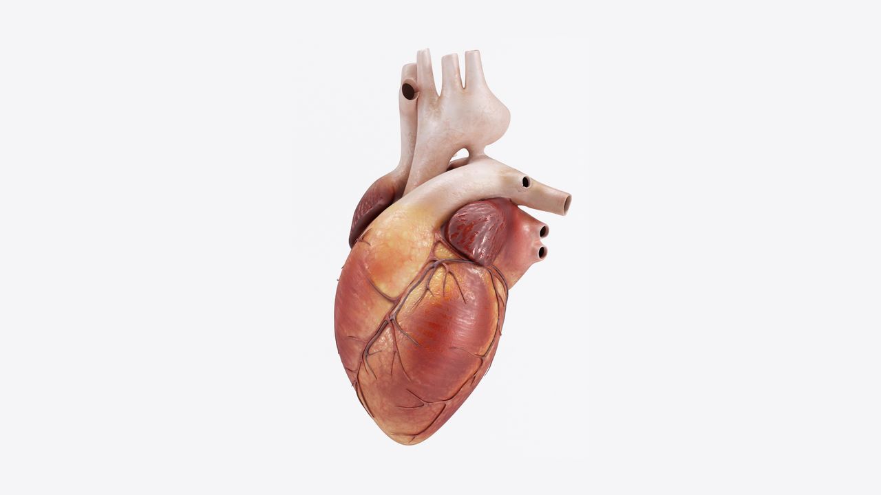 изображение Анатомия сердечно-сосудистой системы 6D